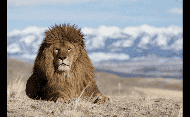 Lion Park