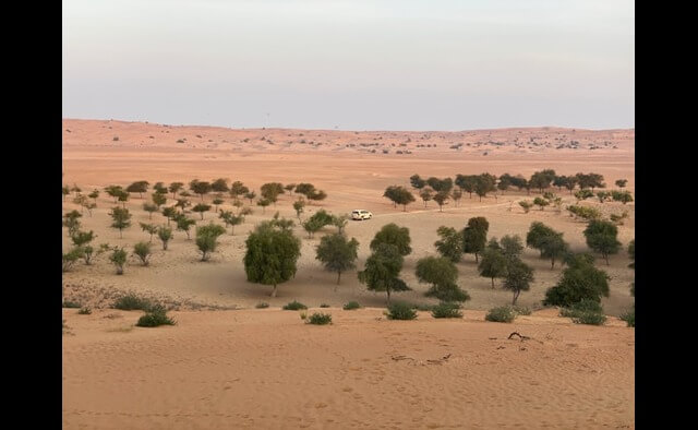 Wild Life Safari